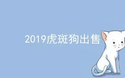 2019虎斑狗出售