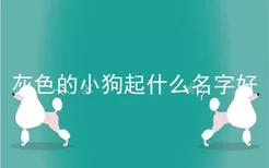 灰色的小狗起什么名字好