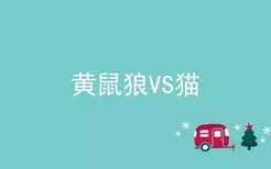 黄鼠狼VS猫