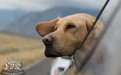 狗狗怀孕症状 狗狗怀孕的时候会出现什么症状呢