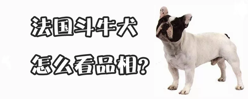 法国斗牛犬怎么看品相