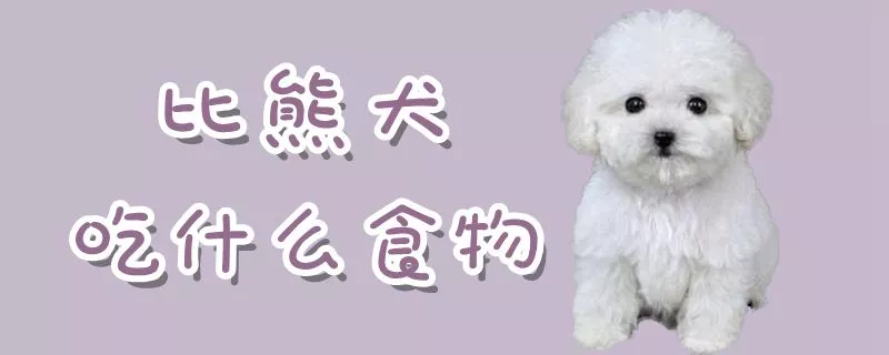 比熊犬吃什么食物