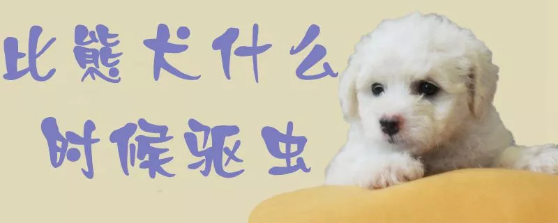 比熊犬什么时候驱虫1