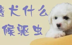 比熊犬什么时候驱虫