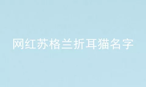 网红苏格兰折耳猫名字