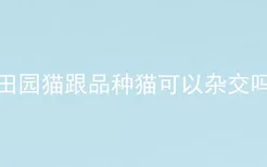 田园猫跟品种猫可以杂交吗