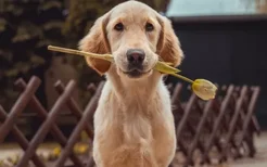 狗狗孕期需要补钙吗 怀孕母犬缺钙的严重后果