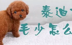 泰迪犬毛少怎么办