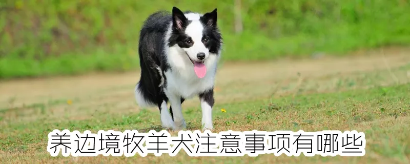 养边境牧羊犬注意事项有哪些