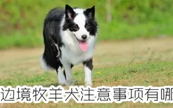 养边境牧羊犬注意事项有哪些