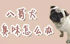 八哥犬有臭味怎么办