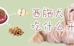 西施犬吃什么开胃