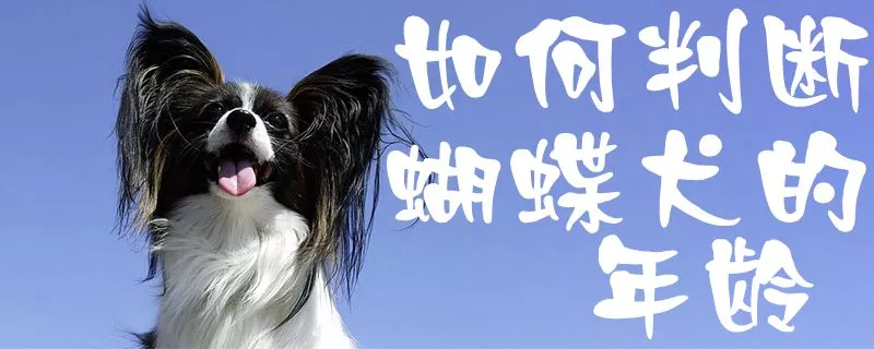 如何判断蝴蝶犬的年龄1