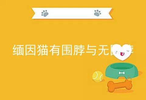 缅因猫有围脖与无围脖