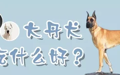 大丹犬吃什么好