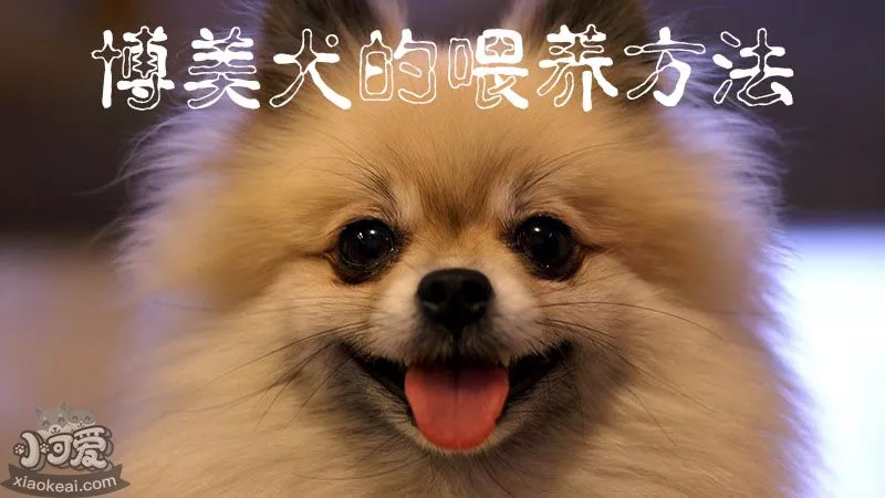 博美犬的喂养方法_小可爱宠物网