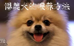 博美犬的喂养方法