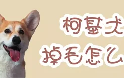 柯基犬掉毛怎么办