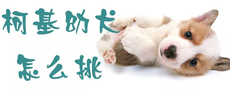 柯基幼犬怎么挑1