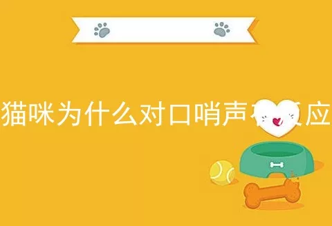 猫咪为什么对口哨声有反应