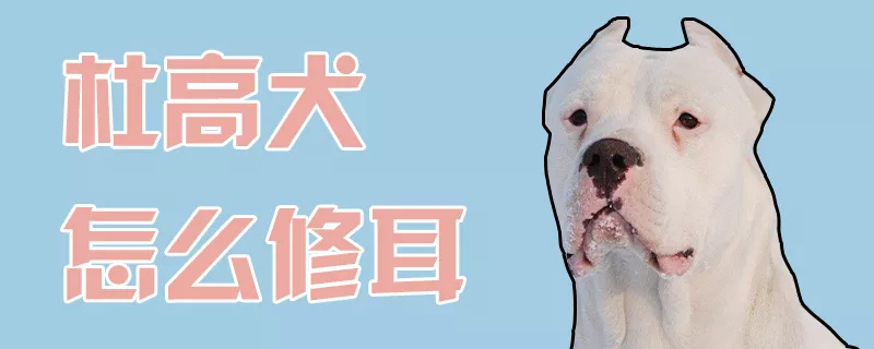 杜高犬怎么修耳