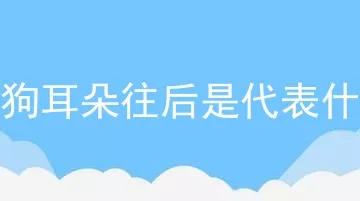 狗狗耳朵往后是代表什么