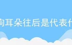 狗狗耳朵往后是代表什么