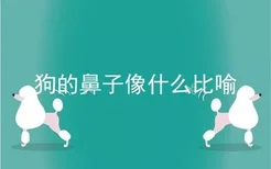 狗的鼻子像什么比喻