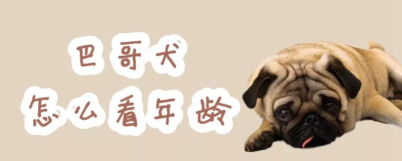 巴哥犬怎么看年龄