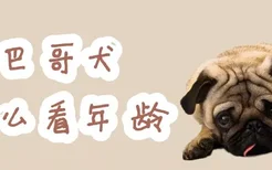 巴哥犬怎么看年龄