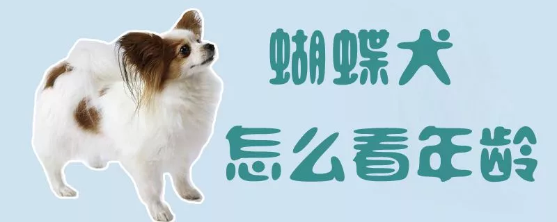 蝴蝶犬怎么看年龄1