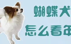 蝴蝶犬怎么看年龄