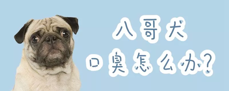 八哥犬口臭怎么办