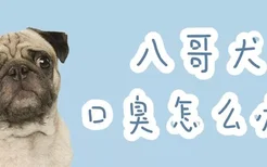 八哥犬口臭怎么办