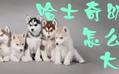 哈士奇幼犬怎么看大小