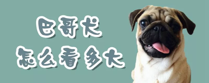 巴哥犬怎么看多大