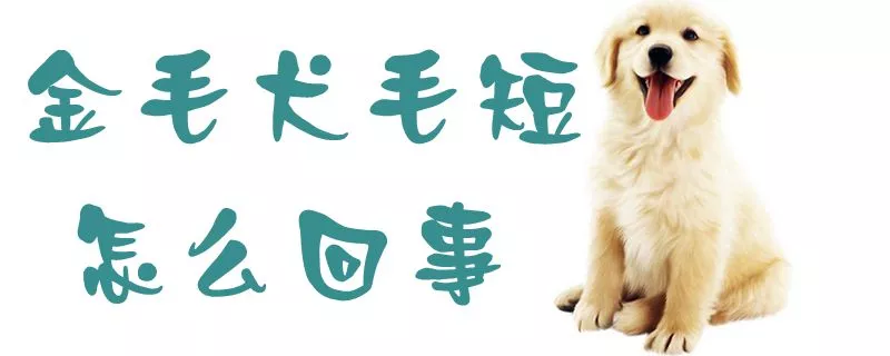 金毛犬毛短怎么回事1