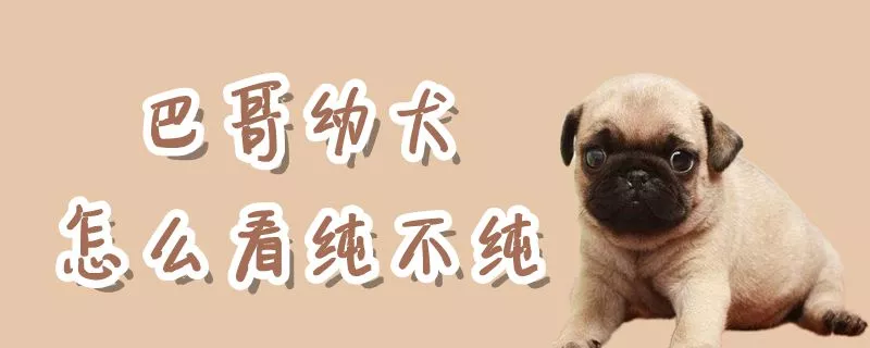 巴哥幼犬怎么看纯不纯