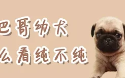 巴哥幼犬怎么看纯不纯