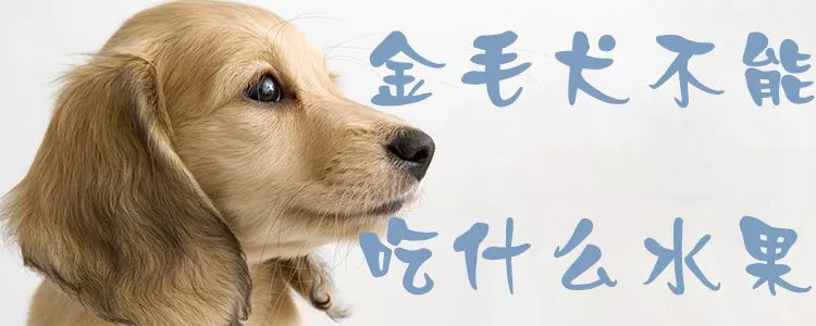 金毛犬不能吃什么水果1