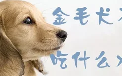 金毛犬不能吃什么水果