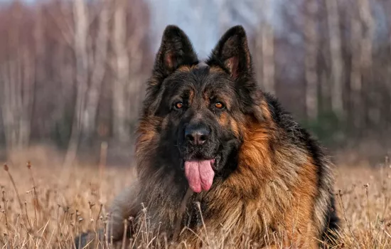 大型犬饲养注意些什么 大型犬的幼犬饲养你还得注意到的！