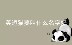 英短猫要叫什么名字好