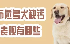 拉布拉多犬缺钙的表现有哪些