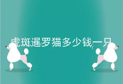 虎斑暹罗猫多少钱一只