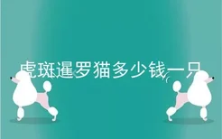 虎斑暹罗猫多少钱一只