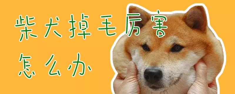 柴犬掉毛厉害怎么办