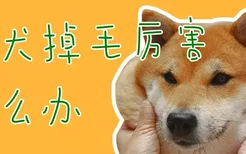 柴犬掉毛厉害怎么办