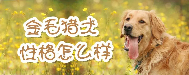 金毛猎犬性格怎么样