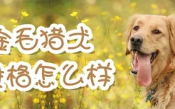 金毛猎犬性格怎么样